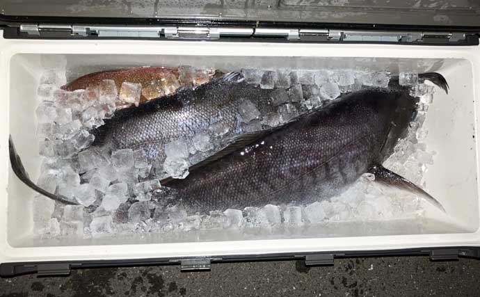 【沖釣り釣果速報】ヒラマサがドンッ！茱崎沖のタテ釣りで青物がバリバリ好反応（福井）