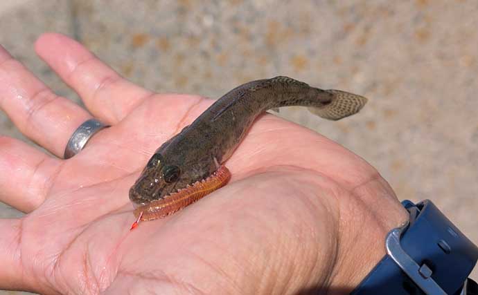 「上げ潮に連発！」碧南海釣り広場のハゼ釣りで夫婦合わせて39匹キャッチ【愛知】