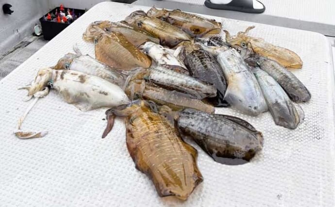 【沖釣りルアー釣果速報】ティップランで釣る人16匹！志摩沖のアオリイカが高活性（三重）