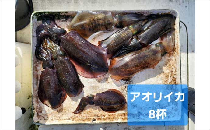 【沖釣りルアー釣果速報】ティップランで釣る人16匹！志摩沖のアオリイカが高活性（三重）
