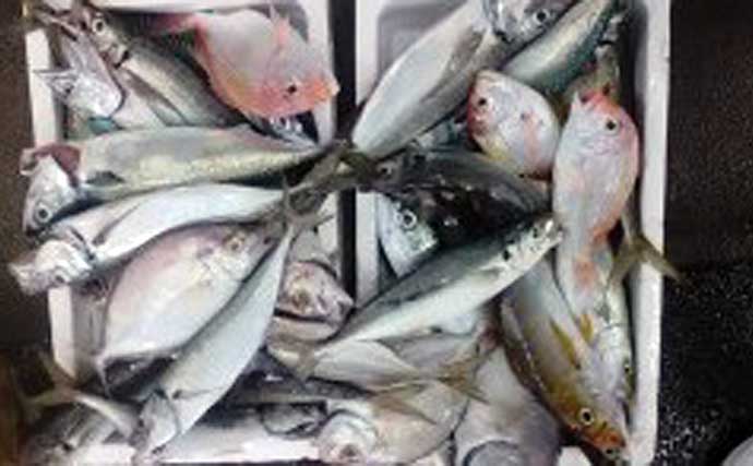 【沖釣り釣果速報】浦島礁のジャンボメダイ船が好調！船中12匹の好実績（福井）