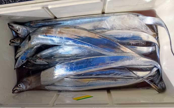 「ドラゴン級も登場！」走水沖のテンビンタチウオ釣りで船中トップ52尾【神奈川】