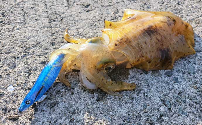 「秋イカシーズン到来！」佐多岬の実釣で学ぶ初心者向けエギング基本講座【鹿児島】