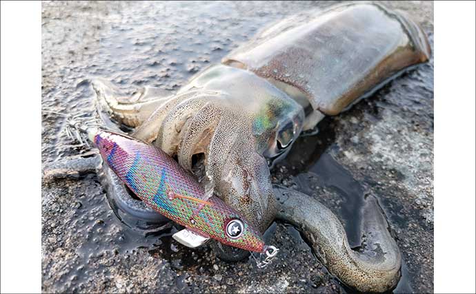 「秋イカシーズン到来！」佐多岬の実釣で学ぶ初心者向けエギング基本講座【鹿児島】