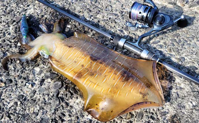 「秋イカシーズン到来！」佐多岬の実釣で学ぶ初心者向けエギング基本講座【鹿児島】