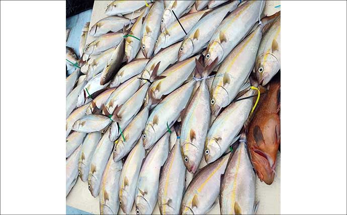 【沖釣り釣果速報】玄界灘の落とし込み釣りで1m級ヒラマサ続出！（福岡）