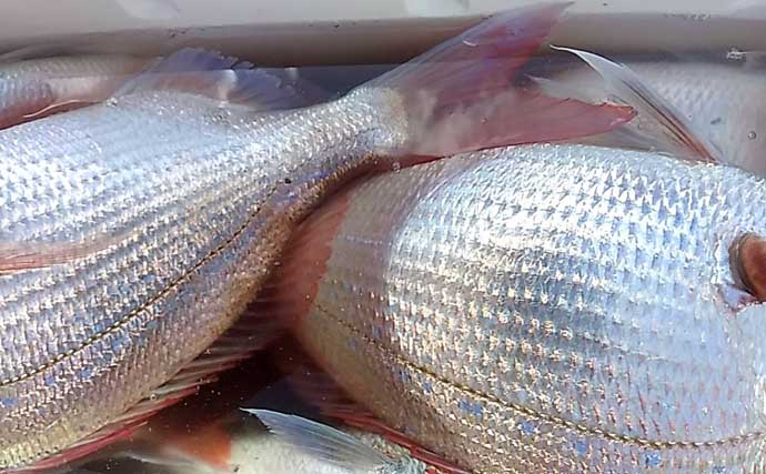 関東エリアの【船釣り特選釣果】LTショートアジ便で良型連発！竿頭24匹の快釣劇