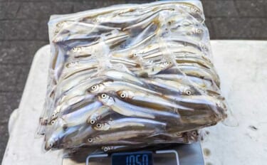 秋本番のボートワカサギ釣りで242尾キャッチ【神奈川・相模湖】群れを読…