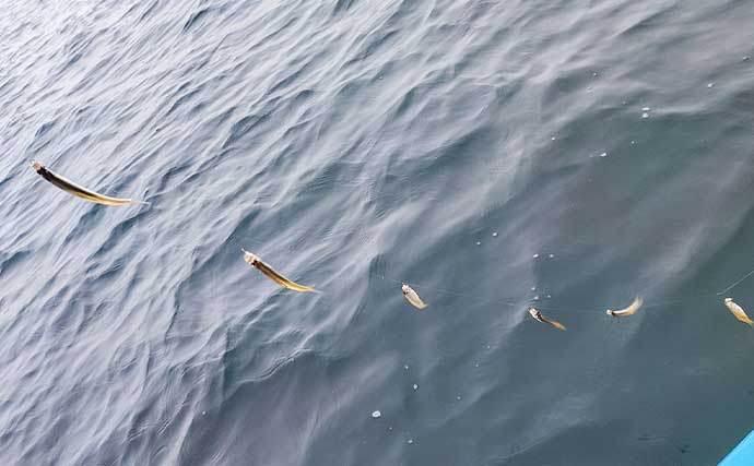 秋本番のボートワカサギ釣りで242尾キャッチ【神奈川・相模湖】群れを読んで手返し良くヒット