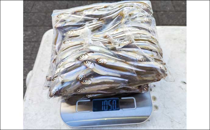 秋本番のボートワカサギ釣りで242尾キャッチ【神奈川・相模湖】群れを読んで手返し良くヒット