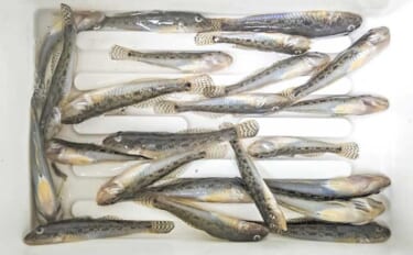 家族連れでにぎわう矢那川河口のハゼ釣りで26尾キャッチ【千葉】釣り後は…