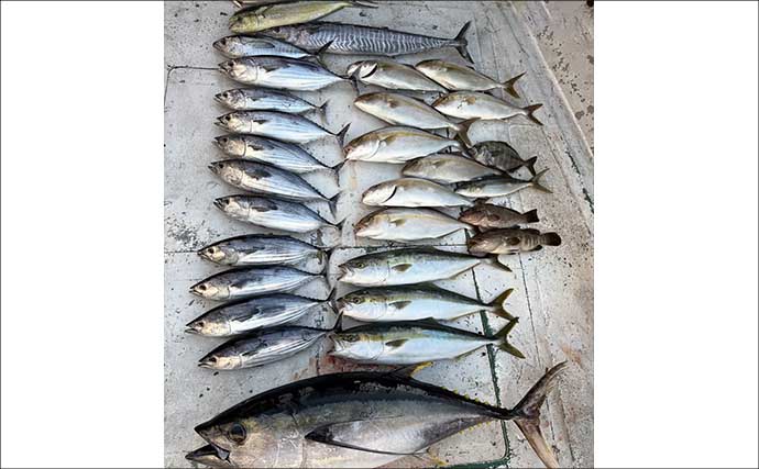 【沖のルアー釣果速報】伊勢湾キャスティングゲームでサワラ＆サゴシ連発！（三重・愛知）