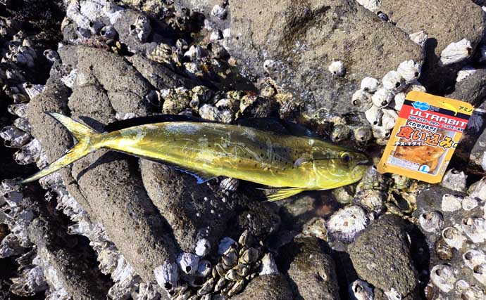 「海の中はまだ夏？」沖磯フカセ釣りでシイラにソーダカツオなど7魚種【西伊豆】
