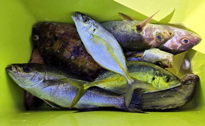 「海の中はまだ夏？」沖磯フカセ釣りでシイラにソーダカツオなど7魚種【西伊豆】