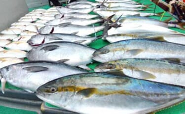 【沖釣り釣果速報】玄界灘の落とし込み釣り好調！10kg級ヒラマサ＆ワラ…