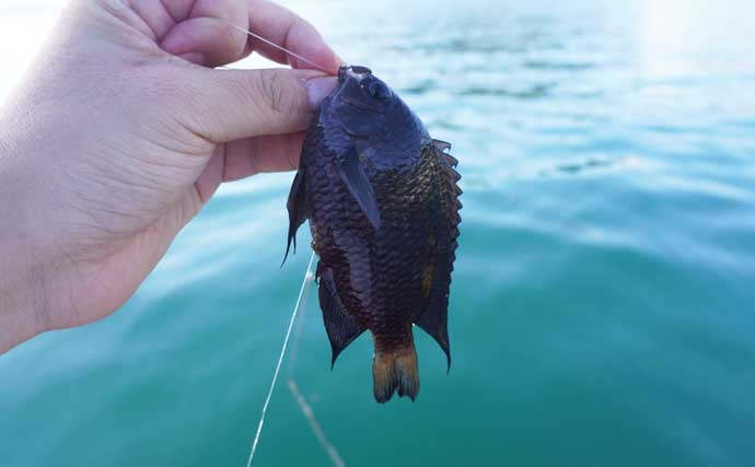 「西伊豆の漁港で家族釣行！」オオモンハタやメジナなど多彩な魚種で五目釣り満喫【静岡・田子港】