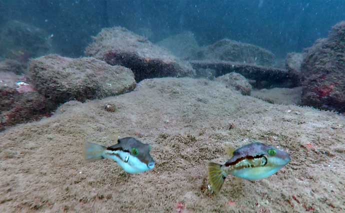 「西伊豆の漁港で家族釣行！」オオモンハタやメジナなど多彩な魚種で五目釣り満喫【静岡・田子港】