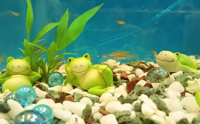 水槽内で魚同士のケンカが勃発！　ストレスを減らしてあげれば心穏やかに生活してくれる？