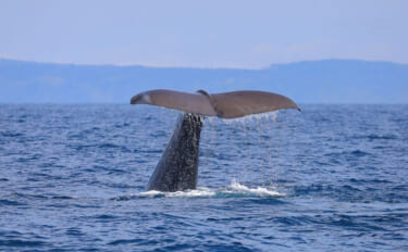 「クジラも身を守るために墨を吐く！」 墨の正体は暗赤褐色の糞便だった？