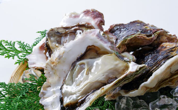 カキの旬は「夏」？それとも「冬」？　種類や産地によって異なる