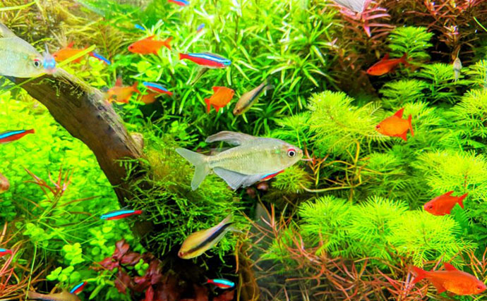 「その水槽大丈夫？」魚がたくさんいるキレイな水槽に迫る【過密水槽の危険】