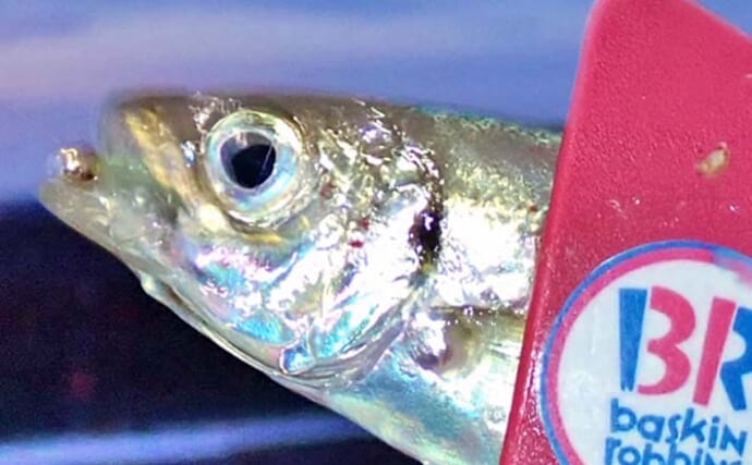 「港のニャンコに魚をおすそ分け」志摩エリアのナイトアジングで19cmを頭に40匹手中【三重】