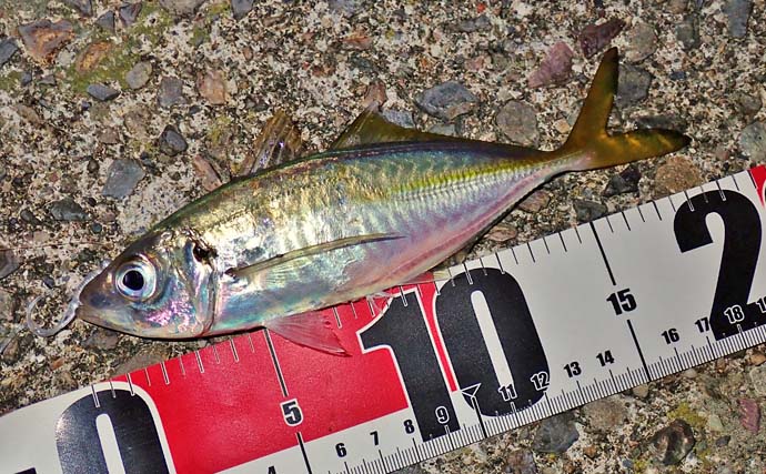 「港のニャンコに魚をおすそ分け」志摩エリアのナイトアジングで19cmを頭に40匹手中【三重】