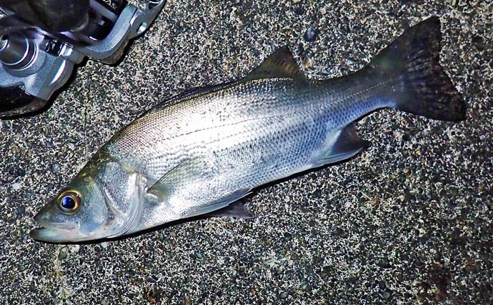 「港のニャンコに魚をおすそ分け」志摩エリアのナイトアジングで19cmを頭に40匹手中【三重】