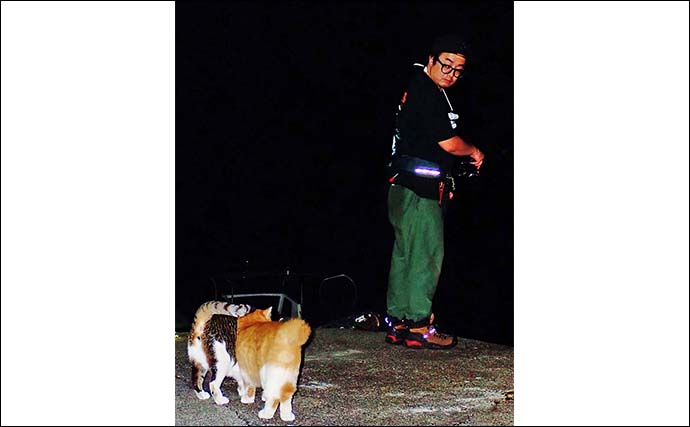 「港のニャンコに魚をおすそ分け」志摩エリアのナイトアジングで19cmを頭に40匹手中【三重】