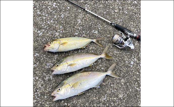 「アジ30匹＆シオ3匹をゲット！」紀伊長島港〜奈屋浦漁港で秋のライトゲーム満喫【三重】