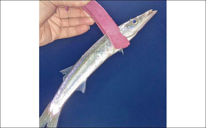 「アジ30匹＆シオ3匹をゲット！」紀伊長島港〜奈屋浦漁港で秋のライトゲーム満喫【三重】