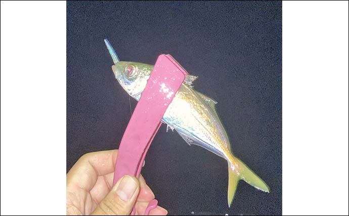 「アジ30匹＆シオ3匹をゲット！」紀伊長島港〜奈屋浦漁港で秋のライトゲーム満喫【三重】