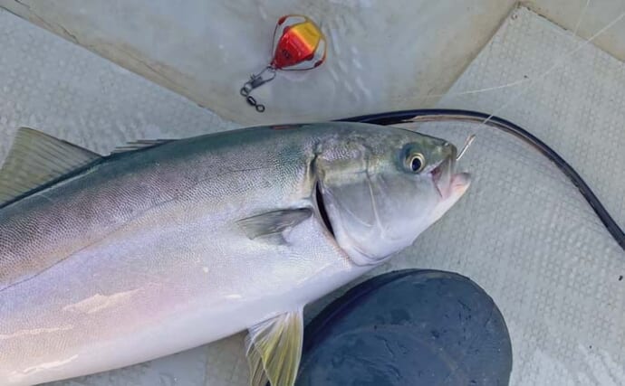 「台風明けの鳥羽沖で多魚種乱舞！」タテ釣りでハマチ＆マトウダイ＆ウッカリカサゴ好捕【三重】