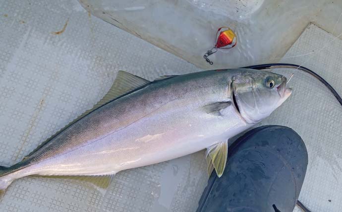 「台風明けの鳥羽沖で多魚種乱舞！」タテ釣りでハマチ＆マトウダイ＆ウッカリカサゴ好捕【三重】