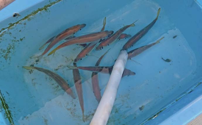 「台風明けの鳥羽沖で多魚種乱舞！」タテ釣りでハマチ＆マトウダイ＆ウッカリカサゴ好捕【三重】