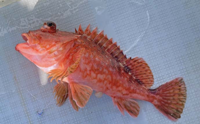「台風明けの鳥羽沖で多魚種乱舞！」タテ釣りでハマチ＆マトウダイ＆ウッカリカサゴ好捕【三重】