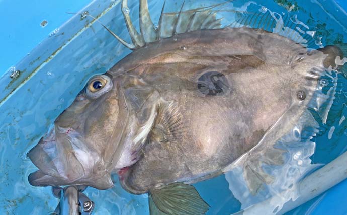 「台風明けの鳥羽沖で多魚種乱舞！」タテ釣りでハマチ＆マトウダイ＆ウッカリカサゴ好捕【三重】