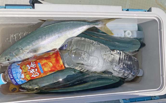 「台風明けの鳥羽沖で多魚種乱舞！」タテ釣りでハマチ＆マトウダイ＆ウッカリカサゴ好捕【三重】