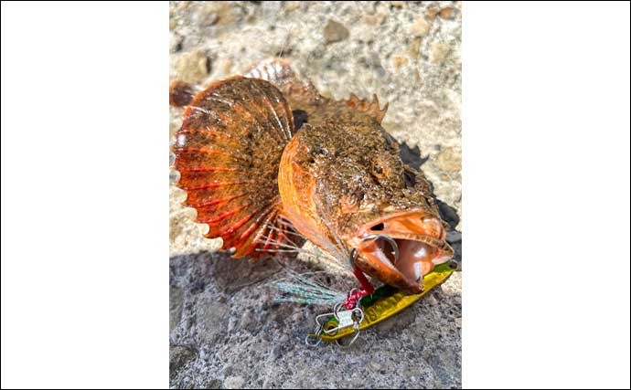 「タックル1本でエギング＆ジギングに挑戦！」二刀流釣行でアオリイカ＆カサゴを手中【熊本】