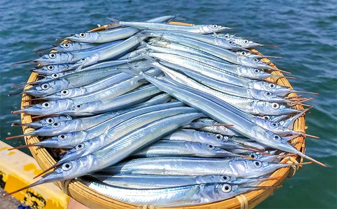 「夫婦合わせて束釣り達成！」敦賀港のサヨリ釣りで本命104匹キャッチ【福井】