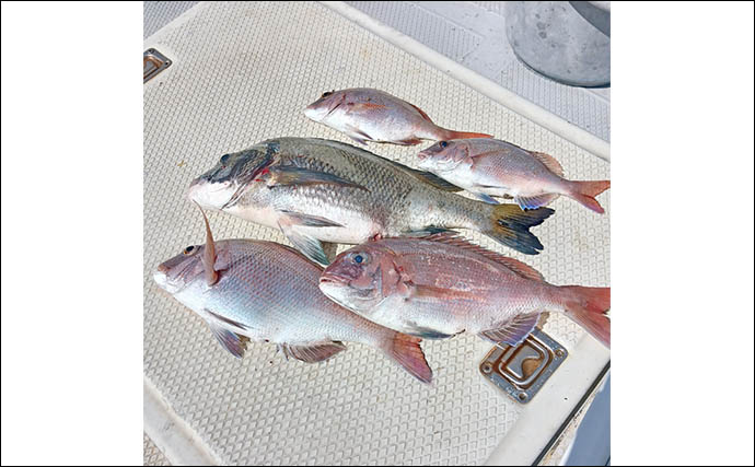 「年イチ級の大ダイ浮上！」伊勢湾エリアのタイラバで70cm超マダイをキャッチ【愛知】