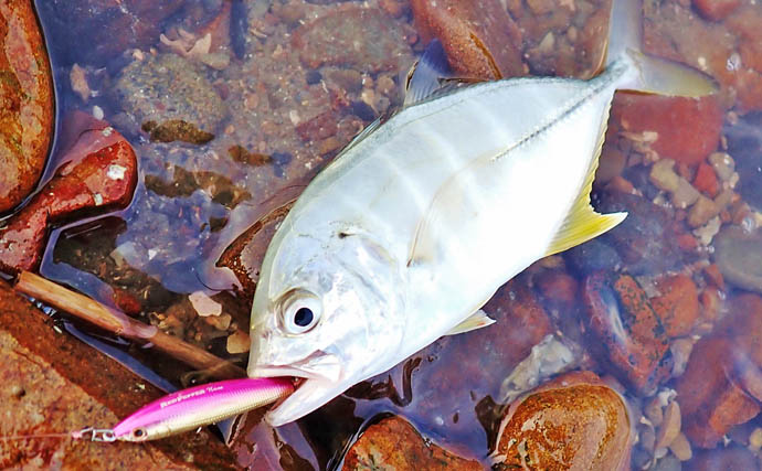 秋の的矢湾ライトゲームで6魚種キャッチ！【三重】メッキ・カマス・アオヤガラ登場