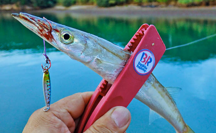 秋の的矢湾ライトゲームで6魚種キャッチ！【三重】メッキ・カマス・アオヤガラ登場