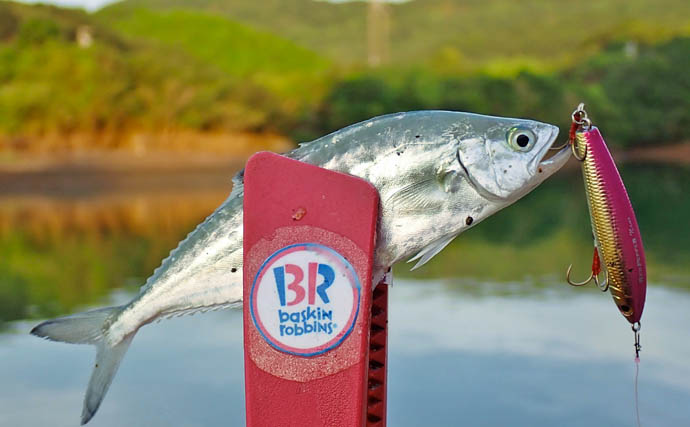 秋の的矢湾ライトゲームで6魚種キャッチ！【三重】メッキ・カマス・アオヤガラ登場