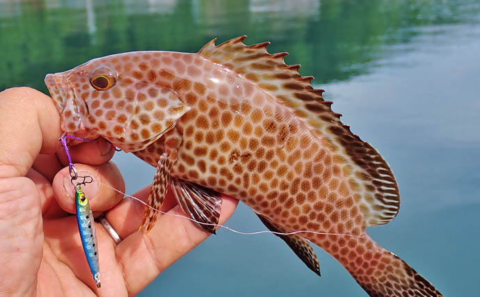 秋の的矢湾ライトゲームで6魚種キャッチ！【三重】メッキ・カマス・アオヤガラ登場