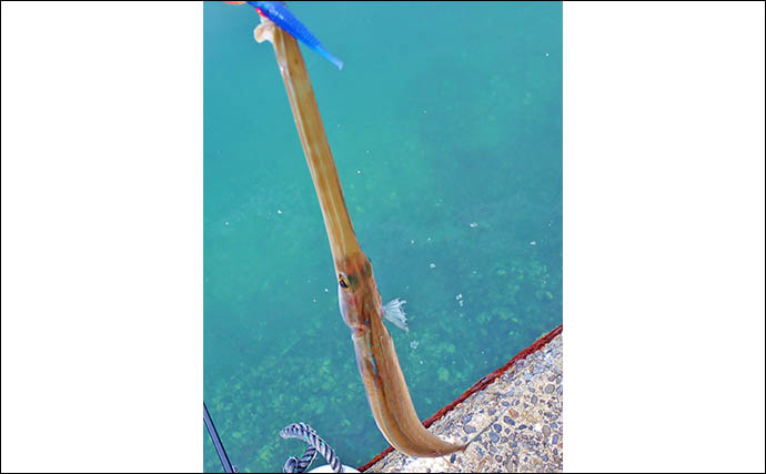 秋の的矢湾ライトゲームで6魚種キャッチ！【三重】メッキ・カマス・アオヤガラ登場