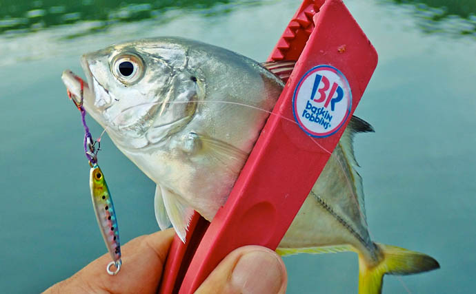 秋の的矢湾ライトゲームで6魚種キャッチ！【三重】メッキ・カマス・アオヤガラ登場