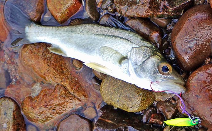 秋の的矢湾ライトゲームで6魚種キャッチ！【三重】メッキ・カマス・アオヤガラ登場