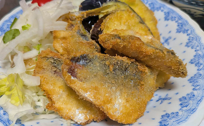 安乗釣センターのカカリ釣りでマアジ連発！【三重】泳がせ釣りでは40cmシオがヒット