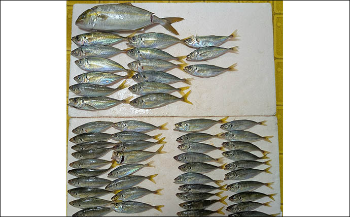 安乗釣センターのカカリ釣りでマアジ連発！【三重】泳がせ釣りでは40cmシオがヒット